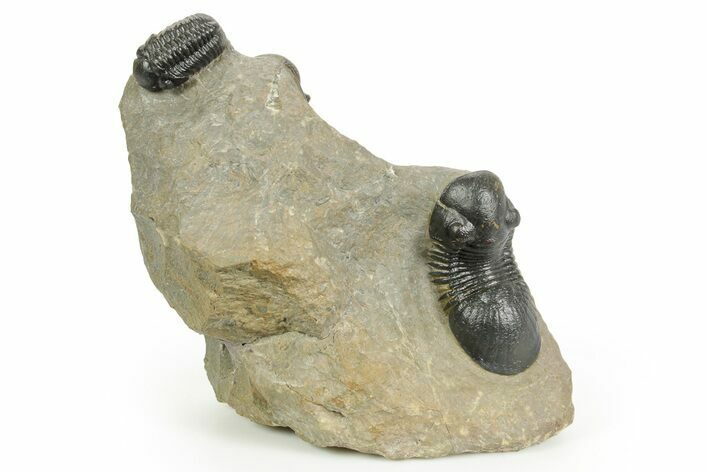 Paralejurus Trilobite With Crotalocephalina & Reedops #372409